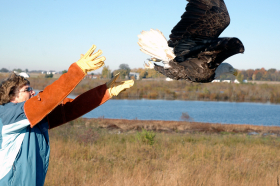 The inaugural Gem City Jam is a benefit concert for the Glen Helen Nature Preserve. The preserve covers 1000 acres and as different programs that incude the Raptor Center where they rehabilitate injured birds of prey. --contributed photo